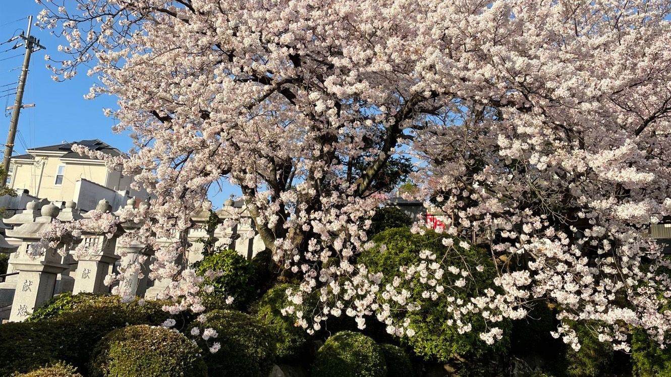 樹木葬の説明